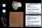 Foto (Objekt + Etikett) von Cracensigillatus acutirostris (Moericke, 1889)  (NHMW-GEO-1990-0041-4669)